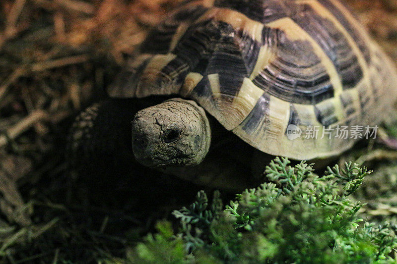 特写图像被捕获的赫尔曼的乌龟(Testudo hermanni)走在户外的苔藓法律在阳光下，健康的乌龟吃，宠物指南和照顾的概念